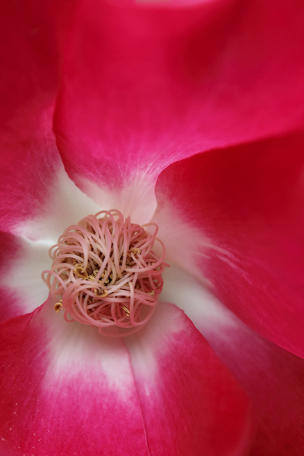 Red rose with white center